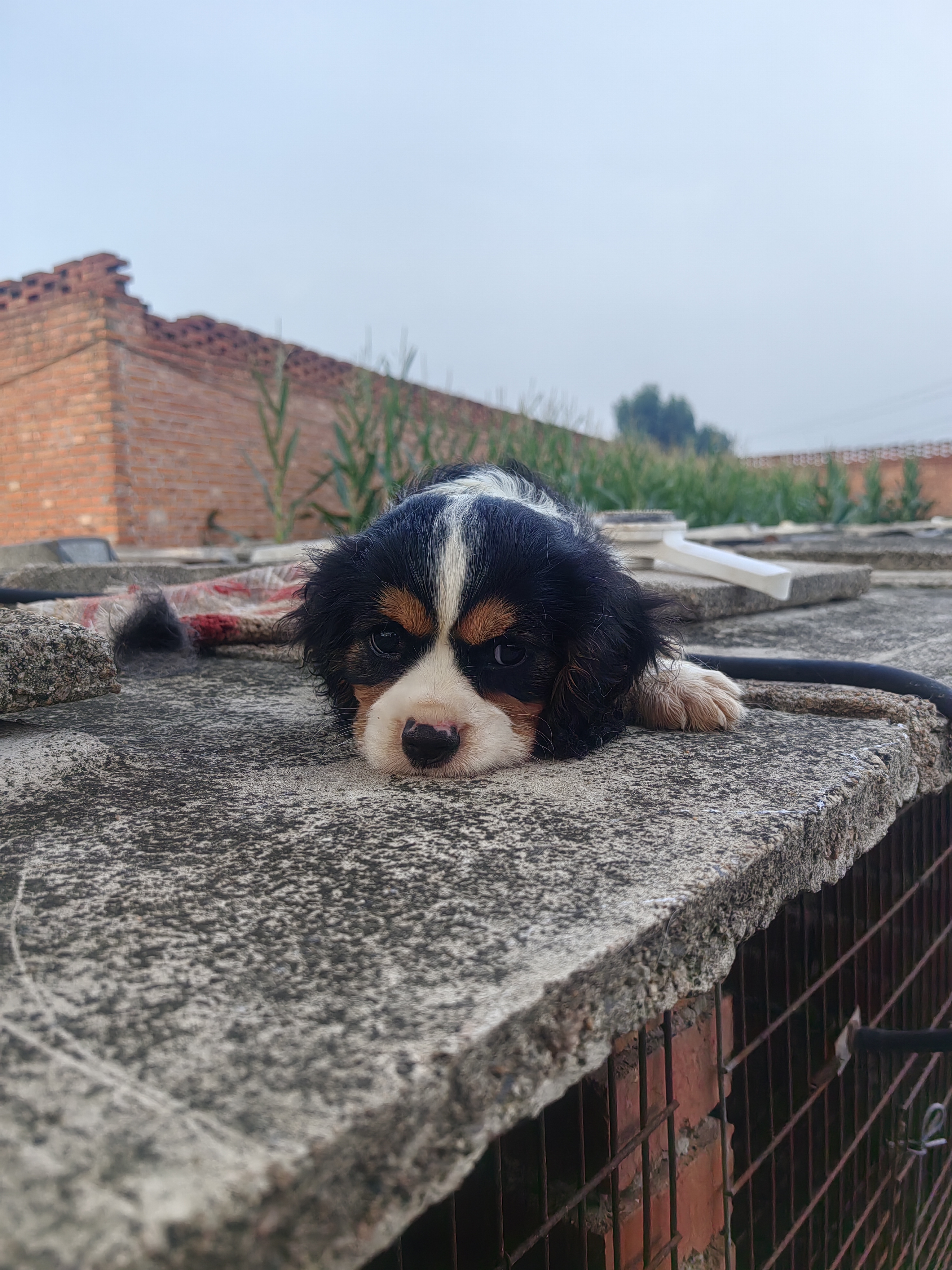 骑士查理王小猎犬温顺粘人